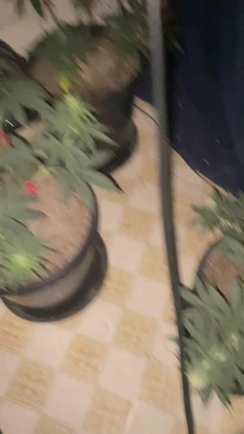 Blimburn and Premium Cultivars