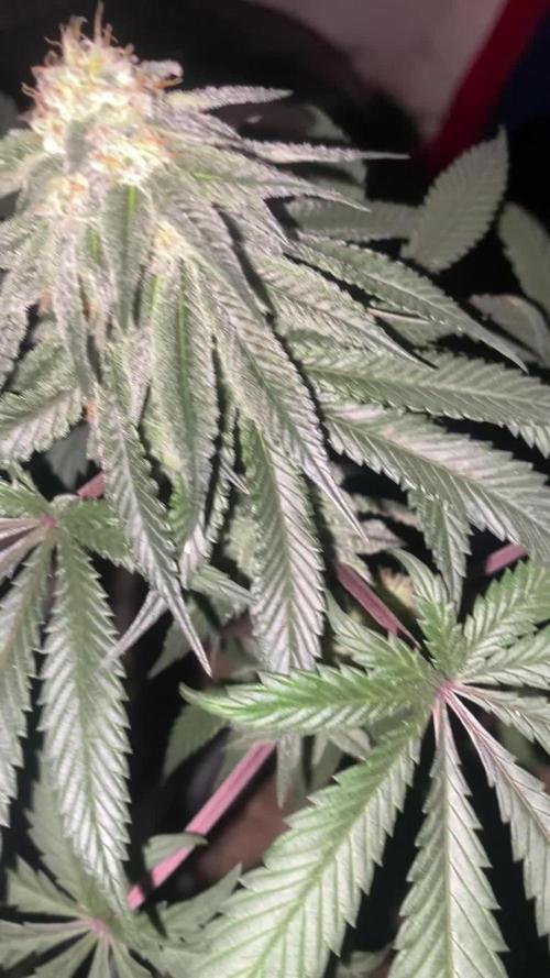 Blimburn and Premium Cultivars