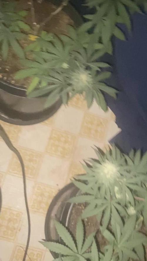 Blimburn and Premium Cultivars