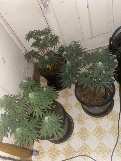 Blimburn and Premium Cultivars. Week 5