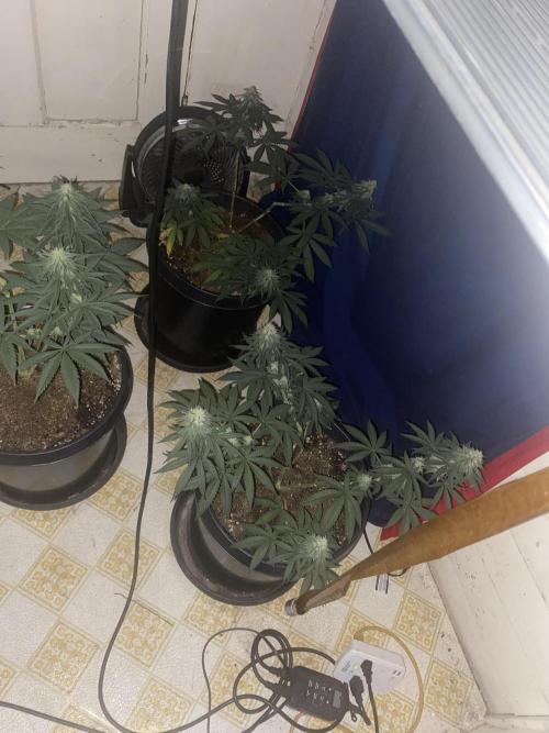 Blimburn and Premium Cultivars. Week 5