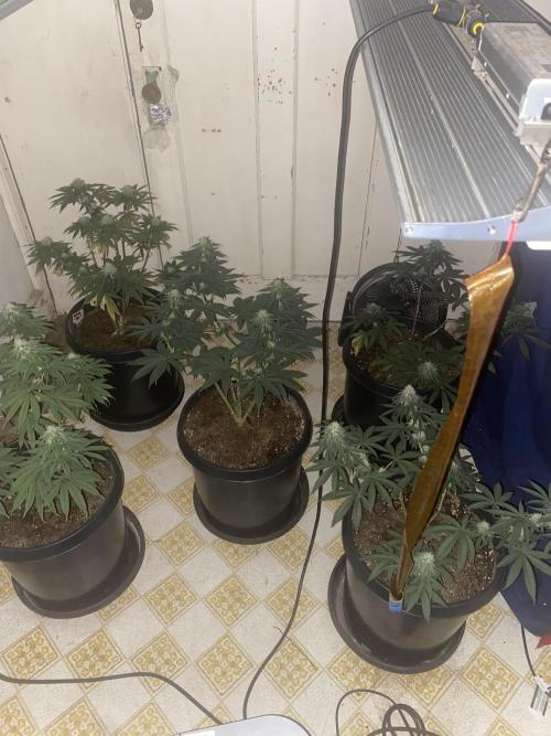 Blimburn and Premium Cultivars. Week 5