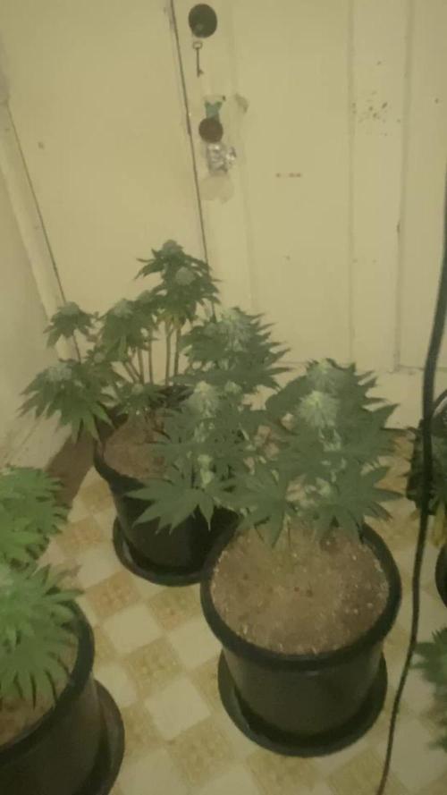 Blimburn and Premium Cultivars