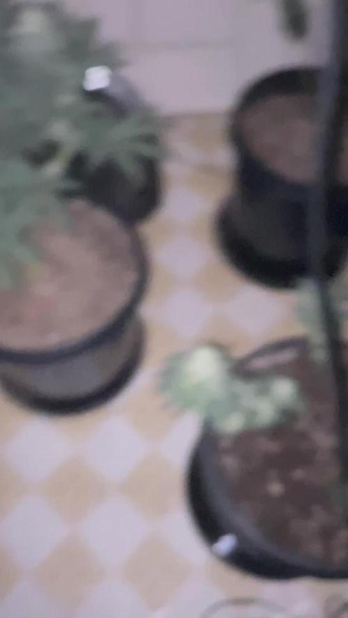 Blimburn and Premium Cultivars