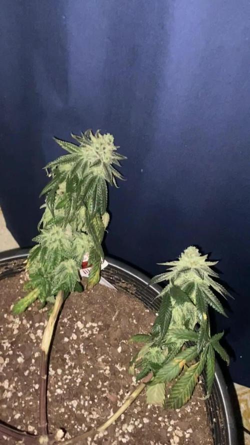 Blimburn and Premium Cultivars