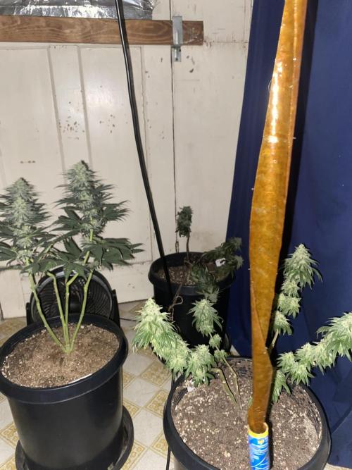 Blimburn and Premium Cultivars. Week 7 - Looking real nice for the last 2 weeks 