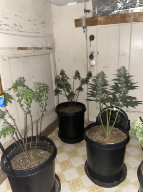 Blimburn and Premium Cultivars. Week 7 - Looking beautiful for the last 2 weeks 