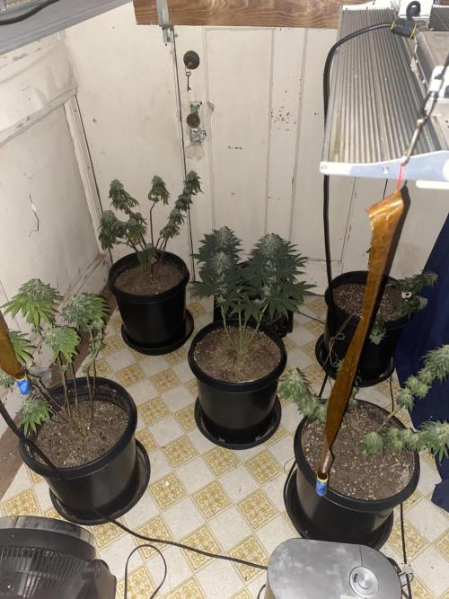 Blimburn and Premium Cultivars. Week 7 - Looking amazing for the last 2 weeks 