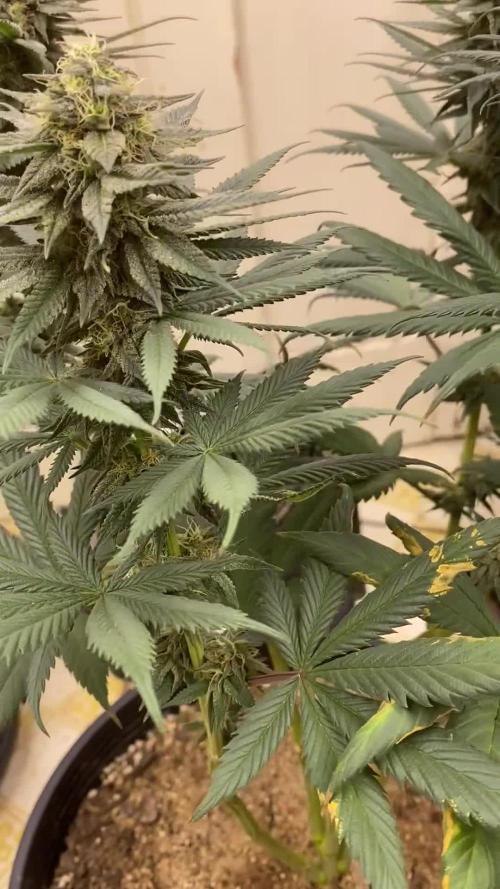 Blimburn and Premium Cultivars