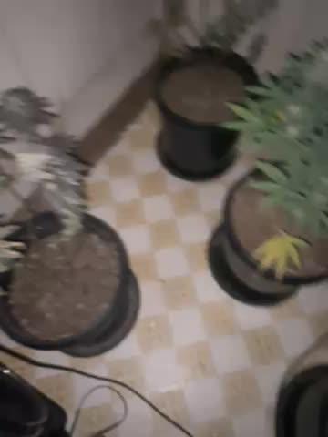 Blimburn and Premium Cultivars