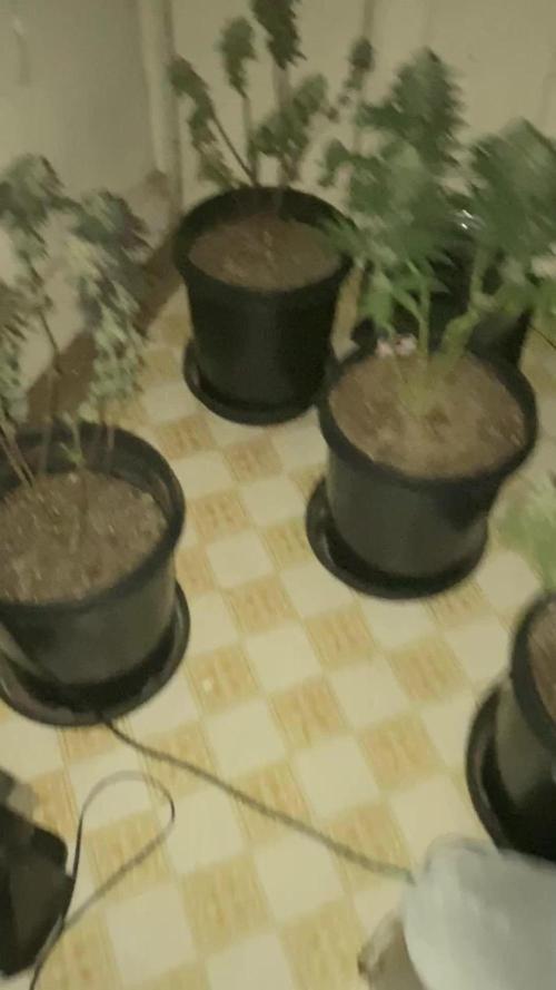 Blimburn and Premium Cultivars