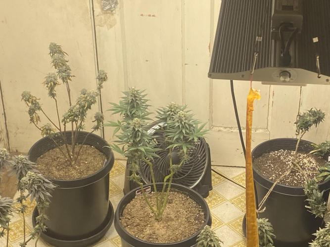 Blimburn and Premium Cultivars. Week 8