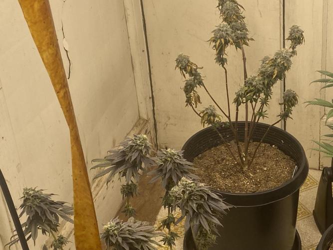 Blimburn and Premium Cultivars. Week 8