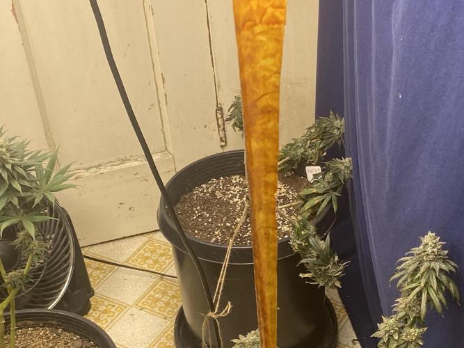 Blimburn and Premium Cultivars. Week 8