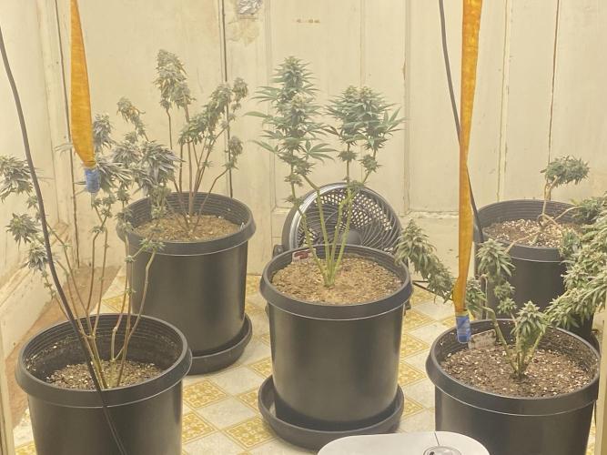 Blimburn and Premium Cultivars. Week 8