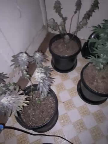 Blimburn and Premium Cultivars