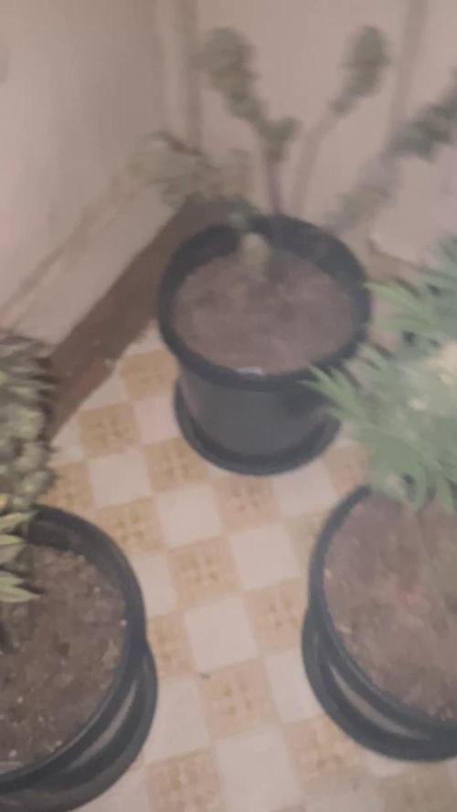 Blimburn and Premium Cultivars