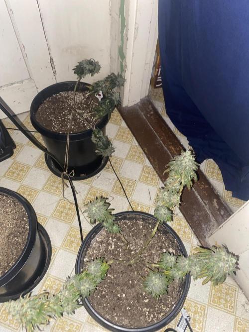 Blimburn and Premium Cultivars. Week 9