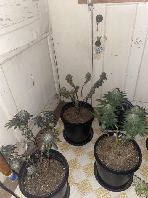 Blimburn and Premium Cultivars. Week 9