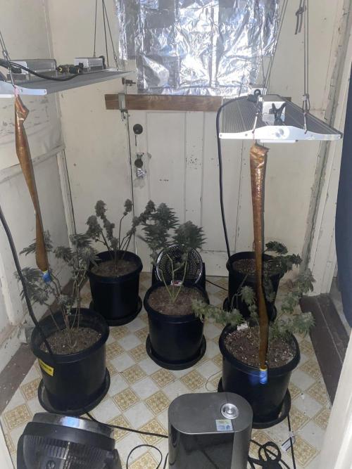 Blimburn and Premium Cultivars. Week 9
