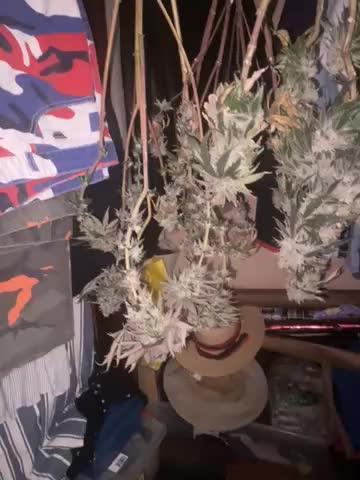 Blimburn and Premium Cultivars