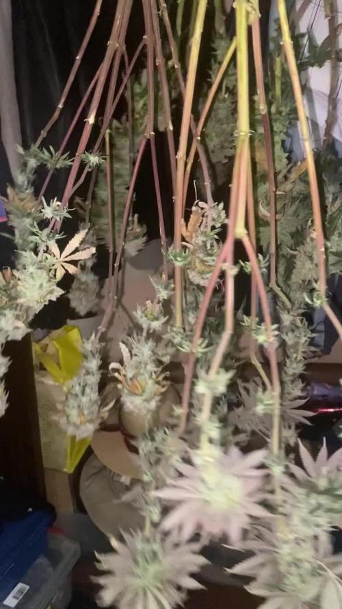 Blimburn and Premium Cultivars