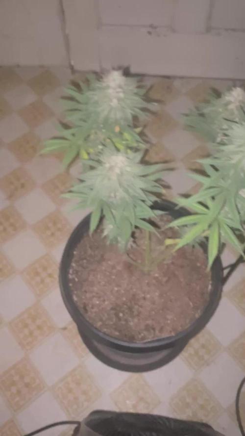 Blimburn and Premium Cultivars