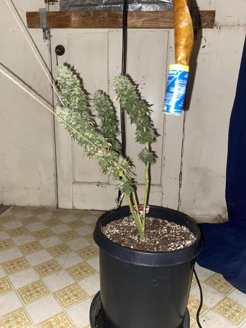 Blimburn and Premium Cultivars. Week 5