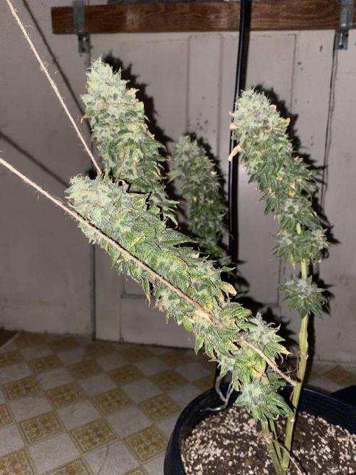 Blimburn and Premium Cultivars. Week 5