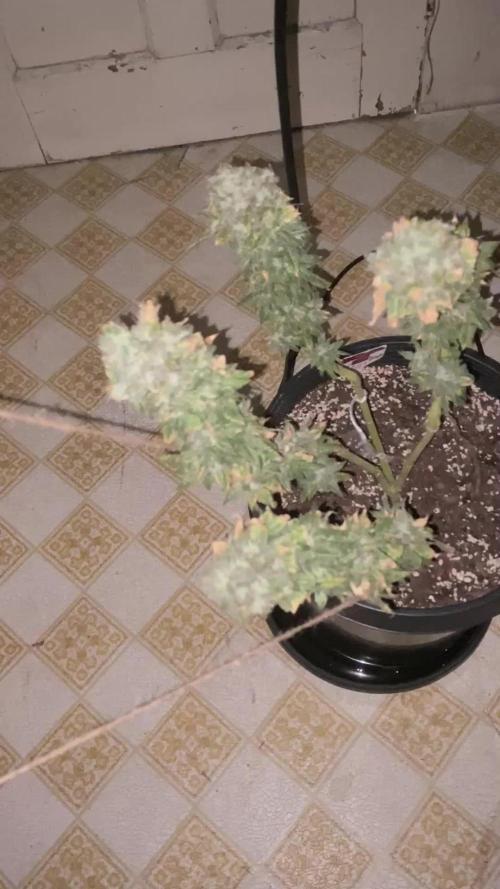 Blimburn and Premium Cultivars