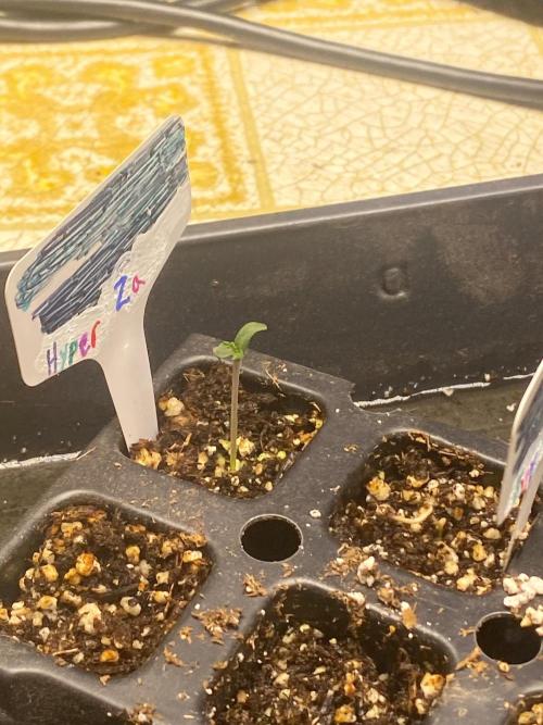 Humboldt seed run. Week 0 - Hyper za busted