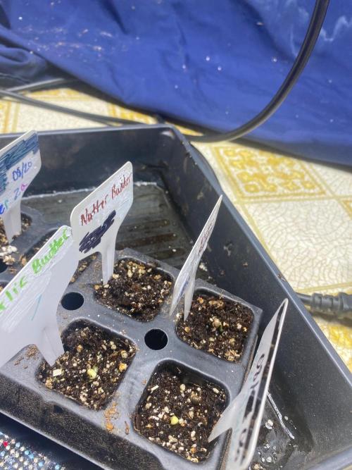 Humboldt seed run. Week 0 - Garlic budder busted and 1 nutter butter so far 