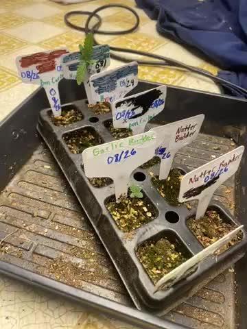 Humboldt seed run