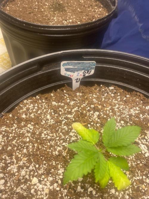 Humboldt seed run. Week 1
