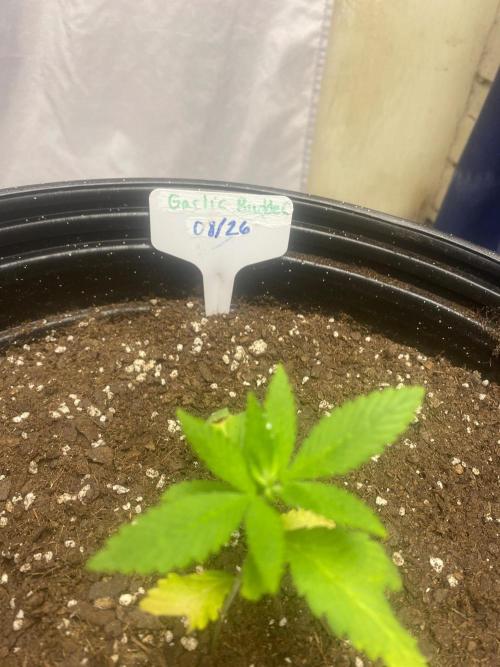 Humboldt seed run. Week 1
