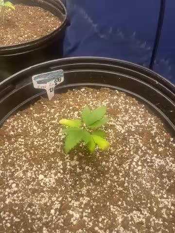 Humboldt seed run