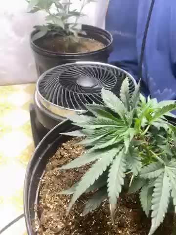 Humboldt seed run