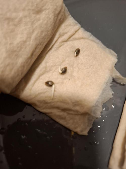 Winter Grow 2025. Week 0