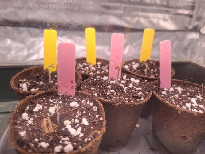 Winter Grow 2025. Week 0