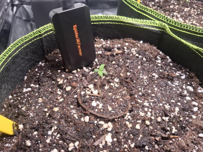 Winter Grow 2025. Week 1