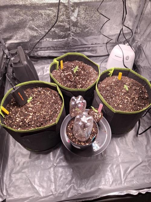 Winter Grow 2025. Week 1