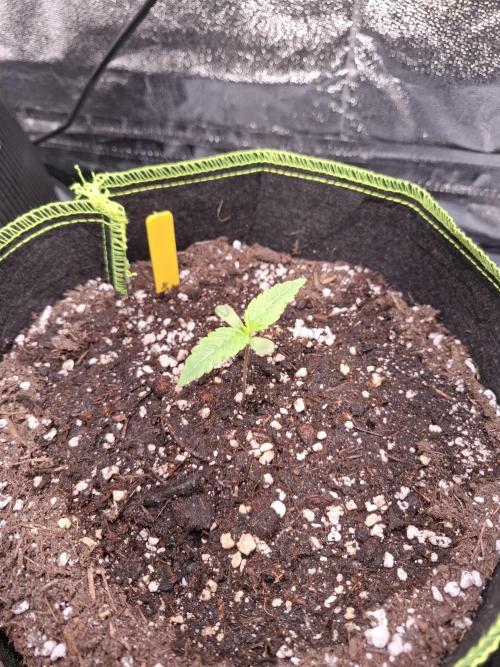 Winter Grow 2025. Week 1