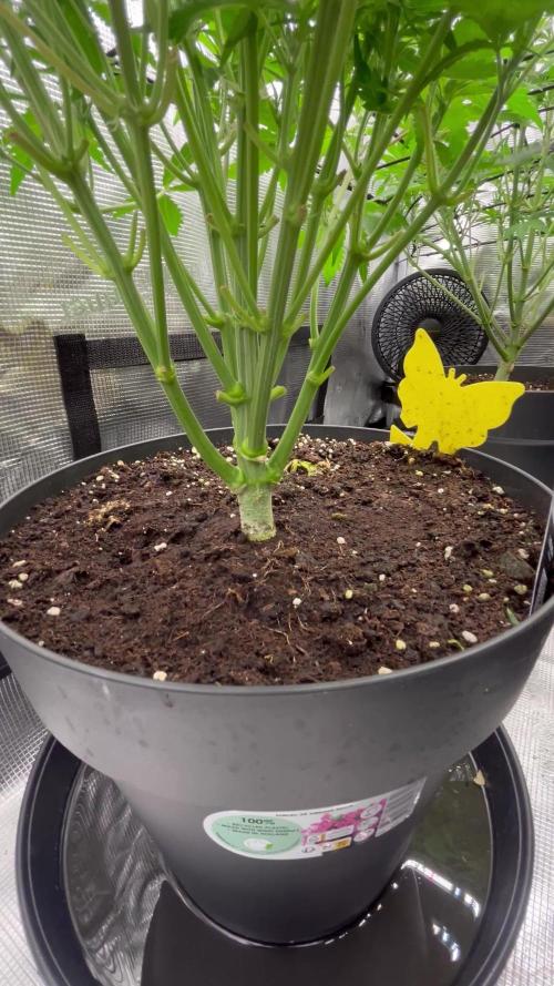 Testing new FastBuds genetics!