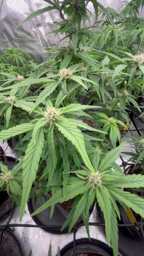 Testing new FastBuds genetics!