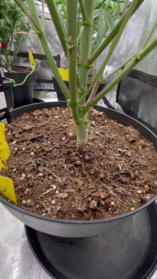 Testing new FastBuds genetics!