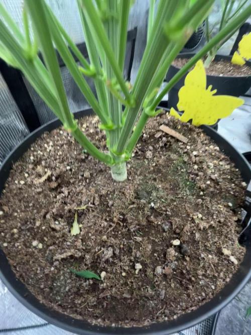 Testing new FastBuds genetics!