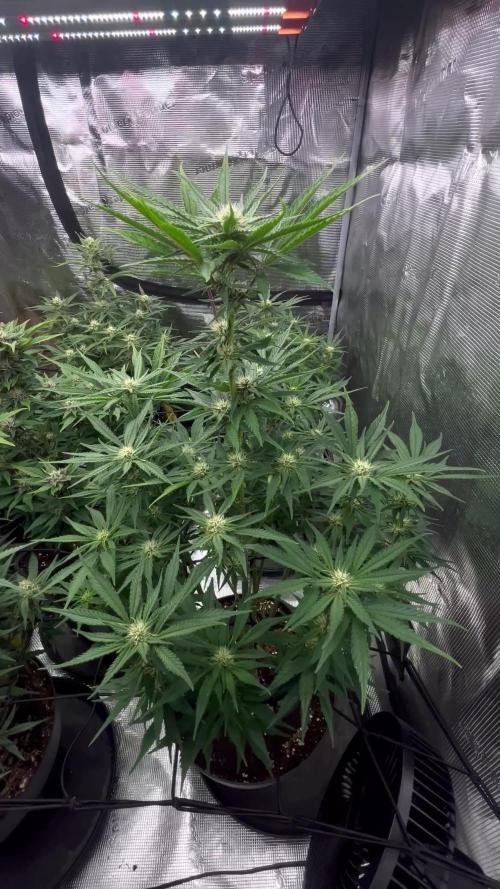 Testing new FastBuds genetics!