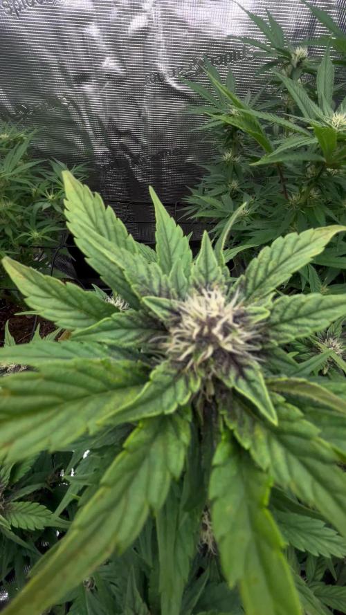 Testing new FastBuds genetics!