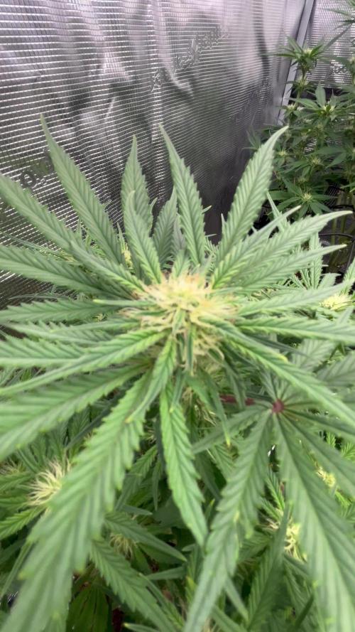 Testing new FastBuds genetics!