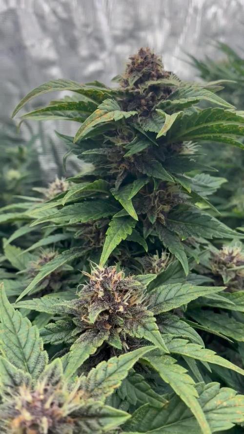 Testing new FastBuds genetics!